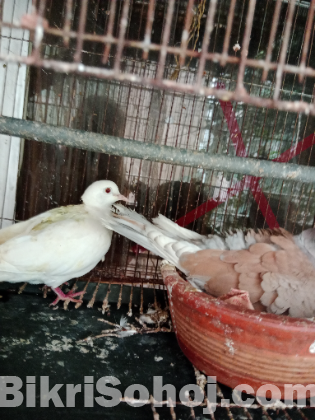 Dove birds/ঘুঘু পাখি